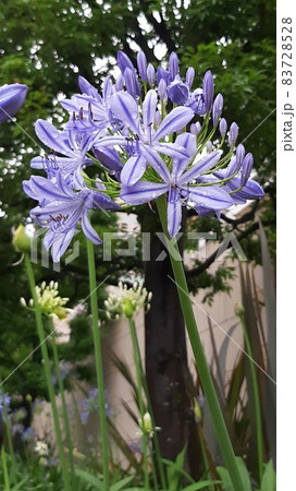 ムラサキクンシランとしずく ムラサキクンシランとしずく 83728528