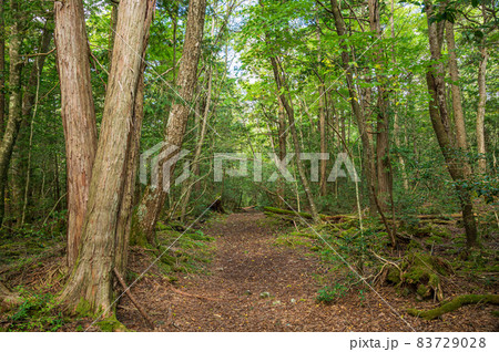 明るい樹海の遊歩道 83729028