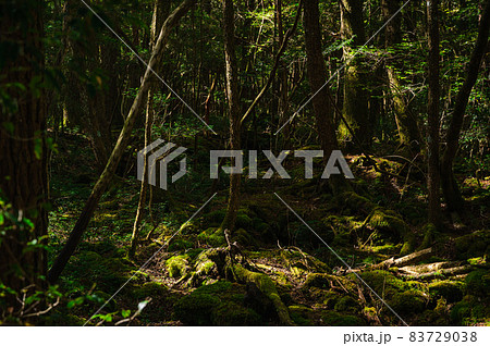 木漏れ日が射す青木ヶ原樹海 木漏れ日が射す青木ヶ原樹海 83729038