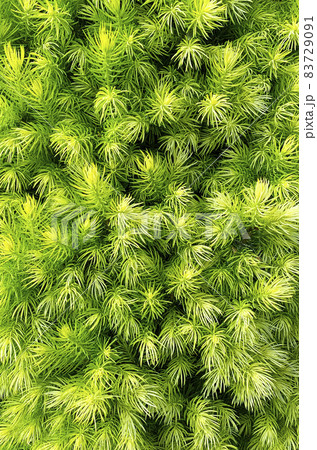 Colorful young shoots and cones on spruce trees. Studio Photo 83729091