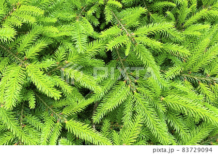 Colorful young shoots and cones on spruce trees. Studio Photo 83729094