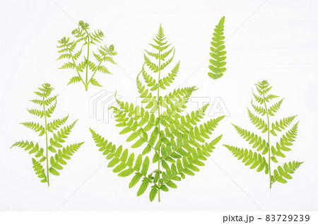 Green leaf of decorative fern on white background. Studio Photo. Green leaf of decorative fern on white background. Studio Photo. 83729239