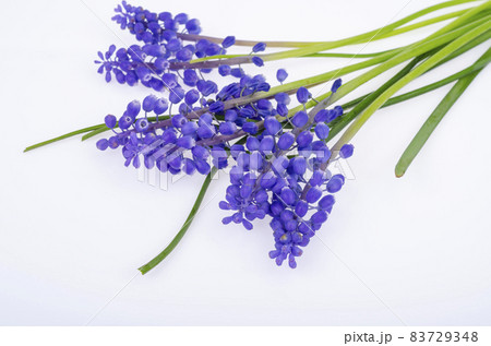 Blue muscari flowers on white background. Studio Photo Blue muscari flowers on white background. Studio Photo 83729348
