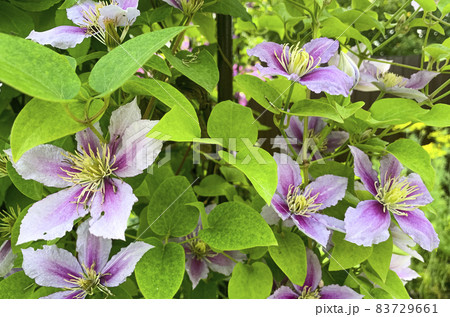 Flowers of garden clematis on green bush. Studio Photo. Flowers of garden clematis on green bush. Studio Photo. 83729661