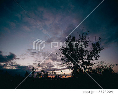 夕景と木のシルエット 83730041
