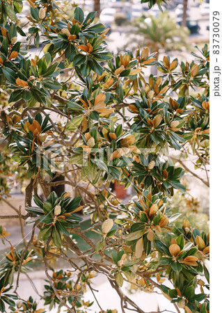 Branches of a magnolia tree with faded seeds. boxes. Branches of a magnolia tree with faded seeds. boxes. 83730079