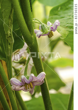 Blooming purple flowers eggplant on bush. Studio Photo Blooming purple flowers eggplant on bush. Studio Photo 83730335