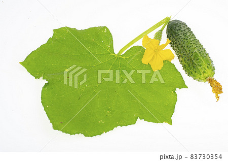 Green leaf and fruit of fresh cucumber isolated on white background. Studio Photo Green leaf and fruit of fresh cucumber isolated on white background. Studio Photo 83730354