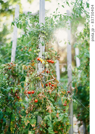 Green branches of tomatoes with many fruits grow on props 83730404