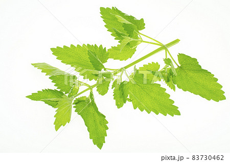 Fresh garden herb Melissa officinalis. Studio Photo Fresh garden herb Melissa officinalis. Studio Photo 83730462