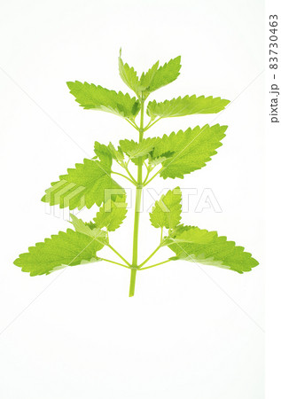 Fresh garden herb Melissa officinalis. Studio Photo Fresh garden herb Melissa officinalis. Studio Photo 83730463