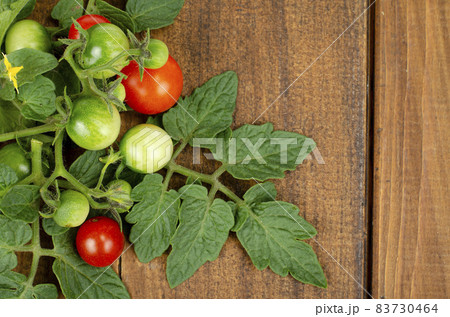 Branch of cherry tomatoes with red and green fruits on wooden background. Studio Photo 83730464