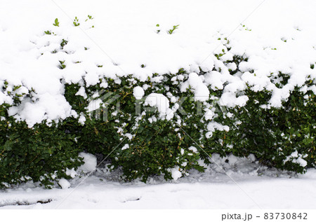 Winter. The first snow on branches of bushes and trees. Winter. The first snow on branches of bushes and trees. 83730842