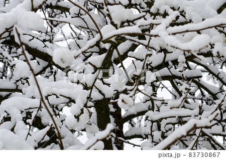Winter. The first snow on branches of bushes and trees. 83730867