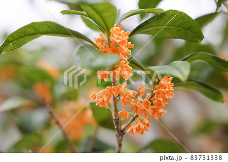 キンモクセイの花 83731338