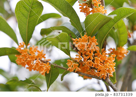 キンモクセイの花 83731339