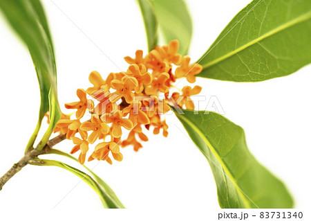 キンモクセイの花 キンモクセイの花 83731340