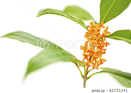 キンモクセイの花 83731341