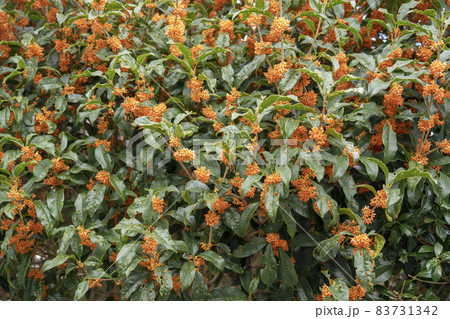 キンモクセイの花　穴だらけの葉 83731342