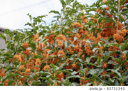 キンモクセイの花 穴だらけの葉 キンモクセイの花 穴だらけの葉 83731343