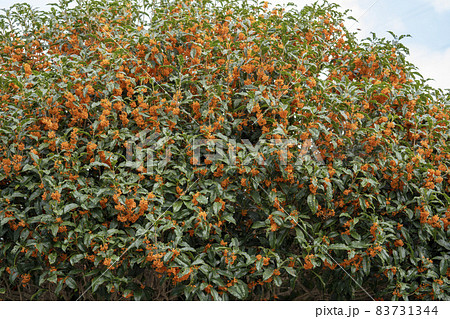 キンモクセイの花　虫食いの葉 83731344