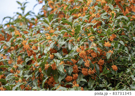 キンモクセイの花 虫食いの葉 キンモクセイの花 虫食いの葉 83731345