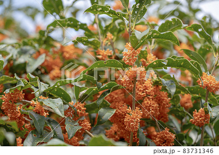 キンモクセイの花　虫食いの葉 83731346