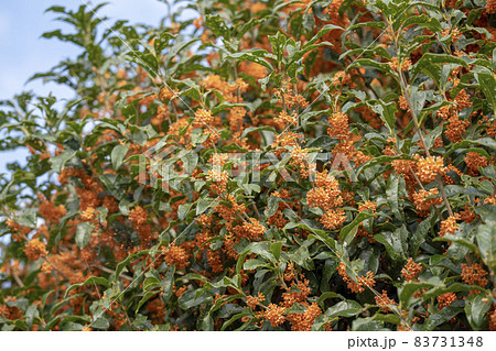 キンモクセイの花　穴だらけの葉 83731348