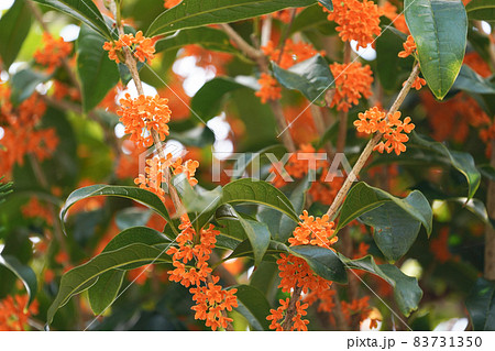 キンモクセイの花 83731350