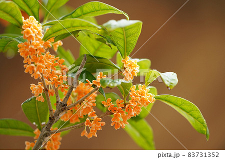 キンモクセイの花 83731352