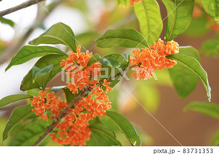 キンモクセイの花 83731353