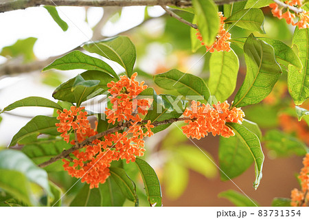 キンモクセイの花 83731354