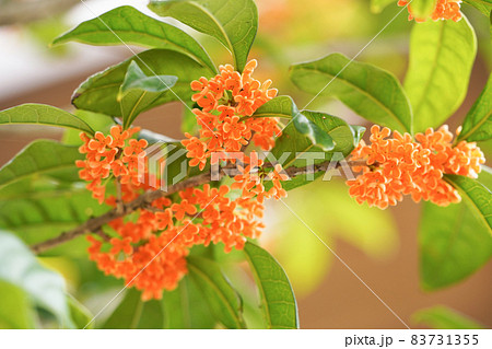 キンモクセイの花 83731355