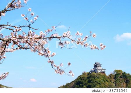 春の犬山市、犬山城と桜の風景 春の犬山市、犬山城と桜の風景 83731545