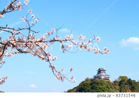 春の犬山市、犬山城と桜の風景 春の犬山市、犬山城と桜の風景 83731546