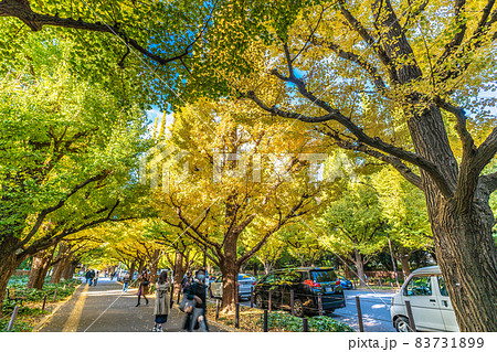 日本の東京都市景観 神宮外苑のいちょう並木などを望む 日本の東京都市景観 神宮外苑のいちょう並木などを望む 83731899
