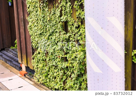 古い一軒家の木製の塀に這う蔦植物 83732012