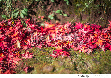 真っ赤なもみじ 83732092