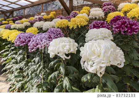 松江菊花展　色とりどりの大菊 83732133