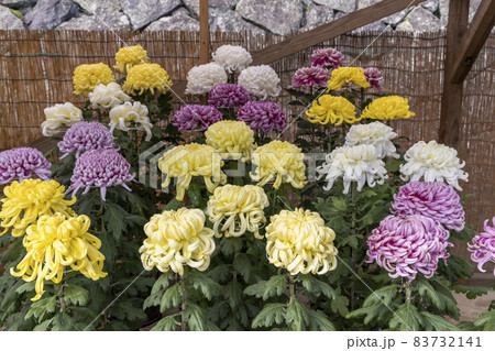 松江菊花展　色とりどりの大菊 83732141