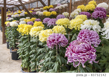 松江菊花展　色とりどりの大菊 83732142