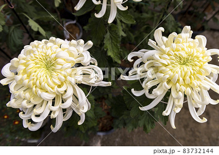松江菊花展 白色の大菊 松江菊花展 白色の大菊 83732144