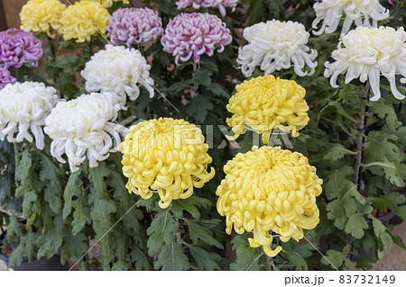 松江菊花展　色とりどりの大菊 83732149