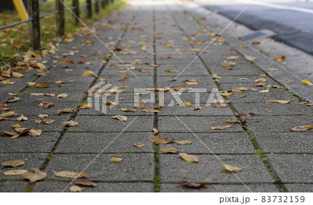 歩道に落ちた桜の葉 83732159