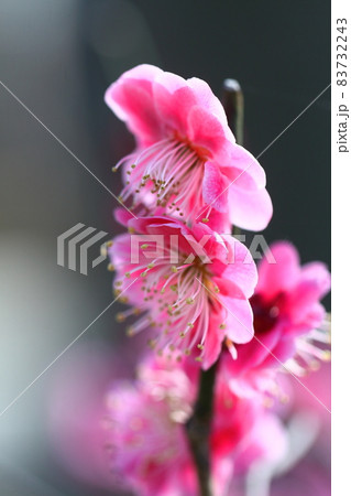 寒さに耐え気品よく咲く 寒さに耐え気品よく咲く 83732243
