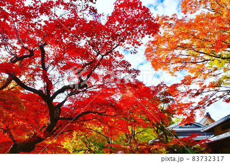 京都の紅葉 京都の紅葉 83732317
