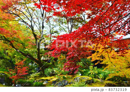 京都嵐山の紅葉 83732319
