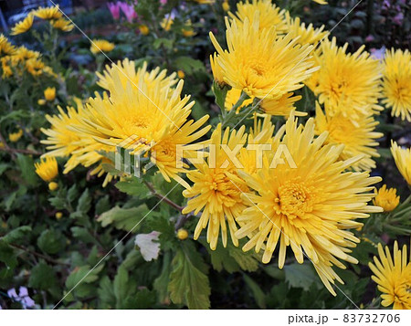食用菊　かきのもと　黄色　edible flower　開花 83732706