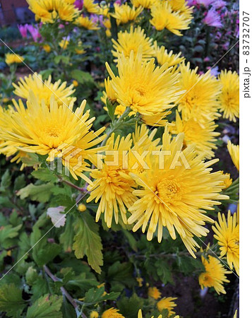 食用菊　かきのもと　黄色　edible flower 83732707