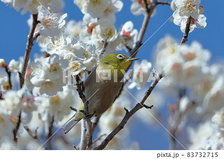 寒さに耐え気品よく咲く 83732715